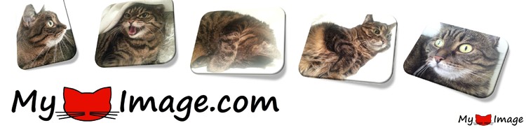 MyCatImage.com