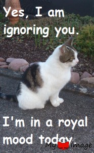 royal attitude