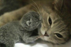 Mother and kitten...